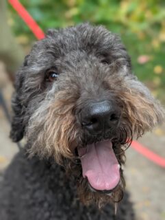 On Friday we had to say goodbye to our sweet boy, Alfie. 🐾
It all happened so suddenly — one day he was fine, and the next he wasn’t. We never saw it coming, and it has left a silence in our home we’re still trying to understand.
For five amazing years, Alfie was more than just a dog — he was family. He filled our home with love, laughter, muddy paw prints, wagging tails, and endless comfort on both the good days and the hard ones.
The Rutherford family will never be the same without him. There will always be a space beside us that belongs to Alfie, and a love for him that time will never take away.
Thank you for every cuddle, every adventure, every goofy moment, and every ounce of unconditional love you gave us. You were the best friend we could have ever asked for.
Run free, buddy. You will forever be loved, forever be missed, and forever be part of our family. ❤️🐾